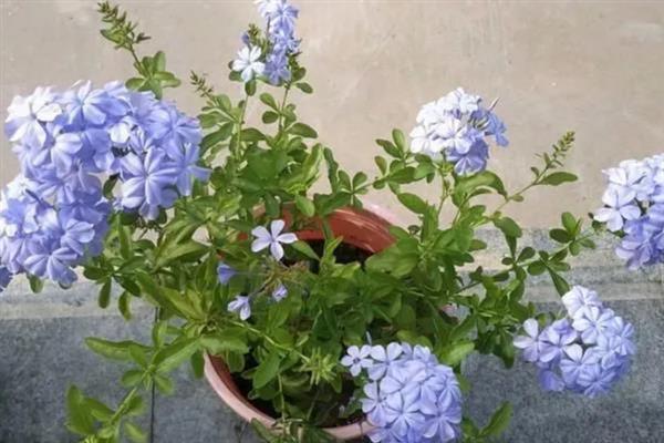 怎么养蓝雪花小苗,需要比较足够的阳光照射