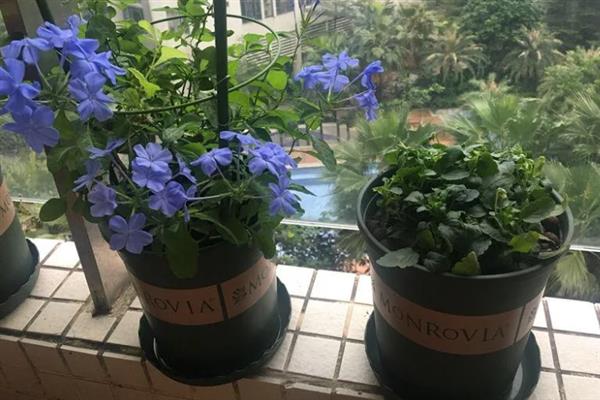 怎么养蓝雪花小苗,需要比较足够的阳光照射