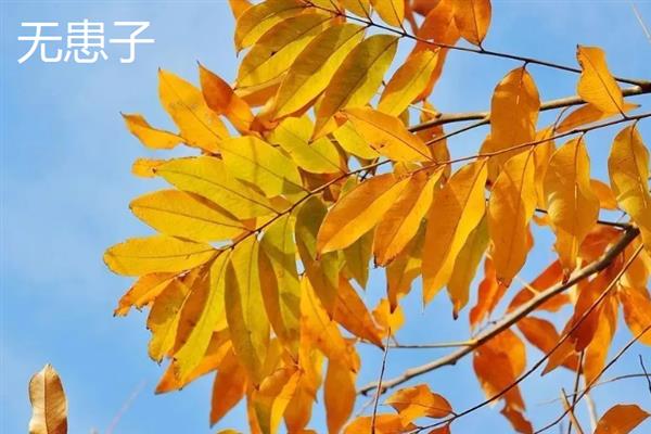 哪些树是黄叶子，常见的有银杏、无患子等