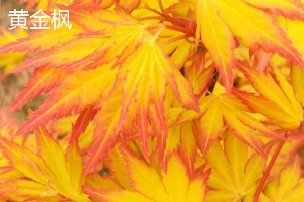 哪些树是黄叶子，常见的有银杏、无患子等