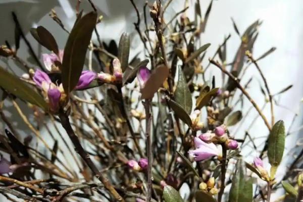 杜鹃干枝如何养殖，每隔7天换一次水