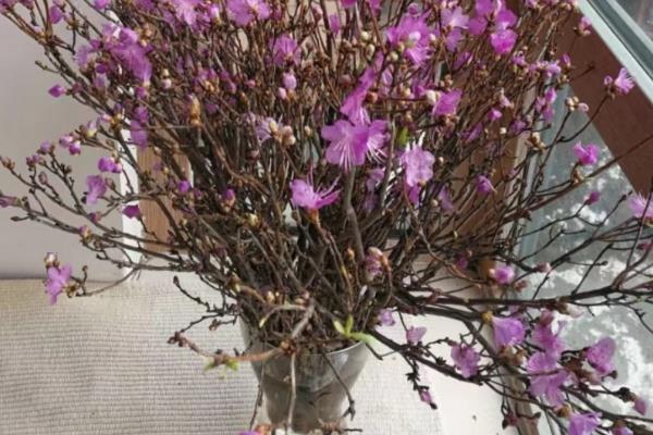 杜鹃干枝如何养殖，每隔7天换一次水