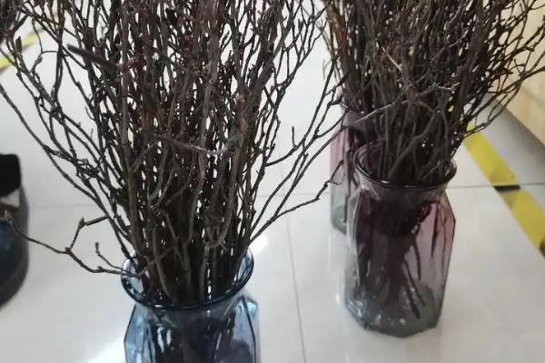 杜鹃干枝如何养殖，每隔7天换一次水