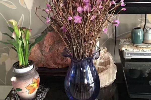 杜鹃干枝如何养殖，每隔7天换一次水