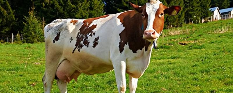 母牛总打栏配不上如何治疗，需针对输卵管和子宫进行治疗