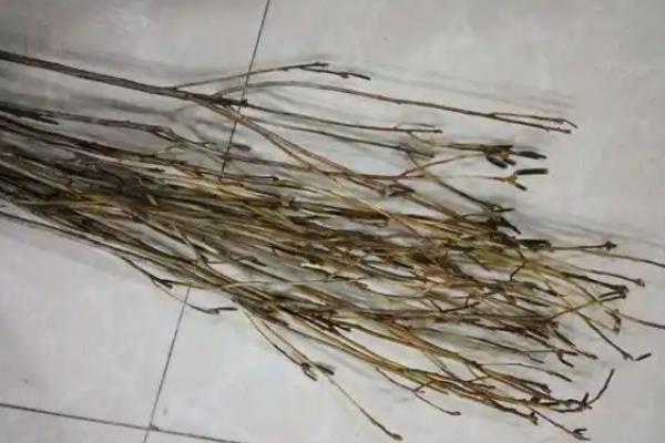 杜鹃干枝如何养殖，每隔7天换一次水