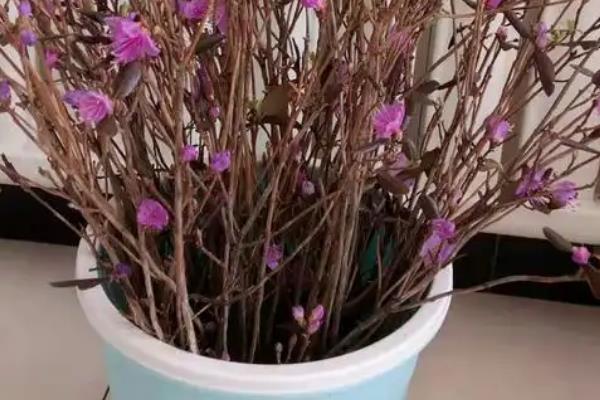 杜鹃干枝如何养殖，每隔7天换一次水