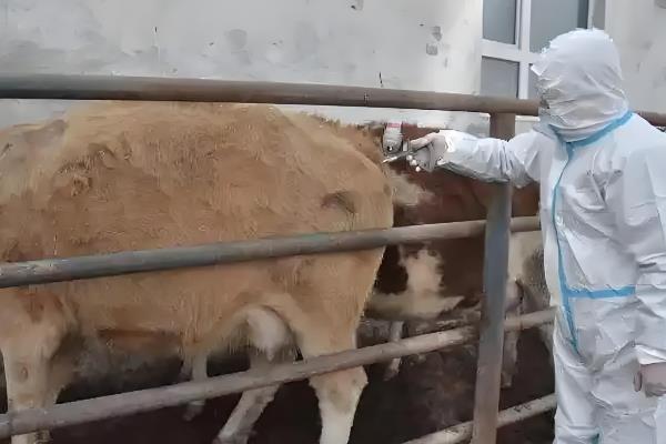 母牛总打栏配不上如何治疗，需针对输卵管和子宫进行治疗