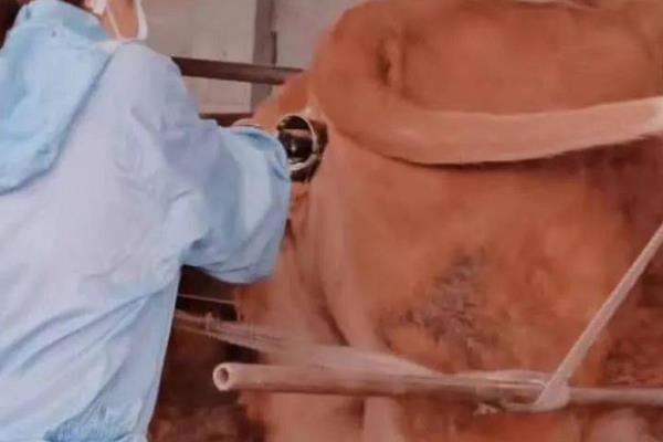 母牛总打栏配不上如何治疗，需针对输卵管和子宫进行治疗