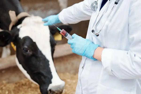 母牛总打栏配不上如何治疗，需针对输卵管和子宫进行治疗