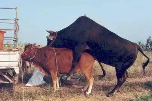 母牛总打栏配不上如何治疗，需针对输卵管和子宫进行治疗