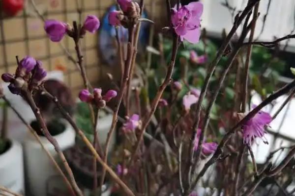 杜鹃干枝如何养殖，每隔7天换一次水