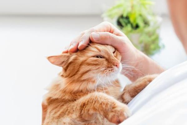 猫咪拉稀便血常见的原因，可能是肠胃炎、猫瘟所致