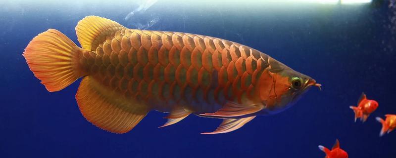 龙鱼的饲养方法，将水温保持在28-32℃