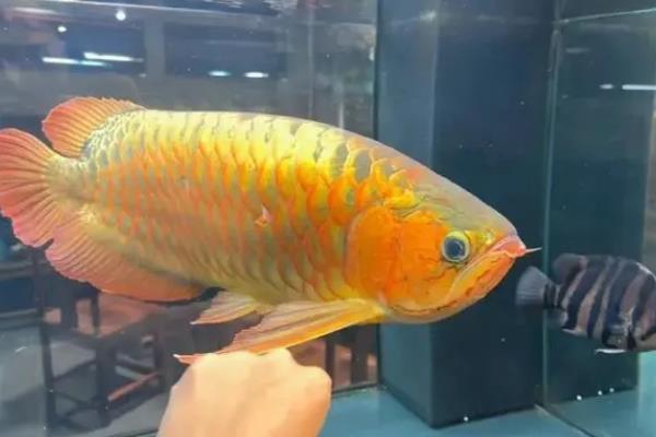 龙鱼的饲养方法，将水温保持在28-32℃