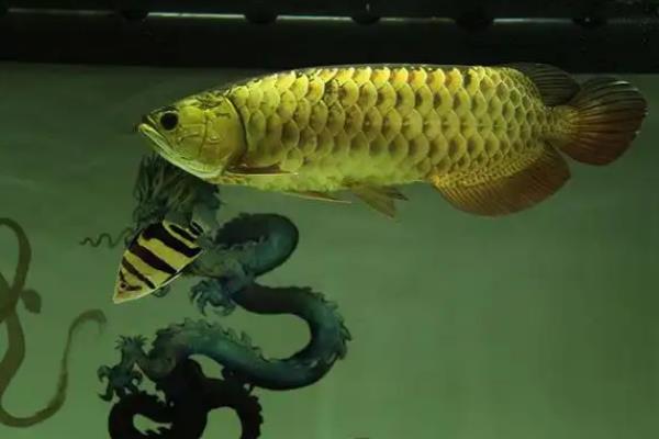 龙鱼的饲养方法，将水温保持在28-32℃