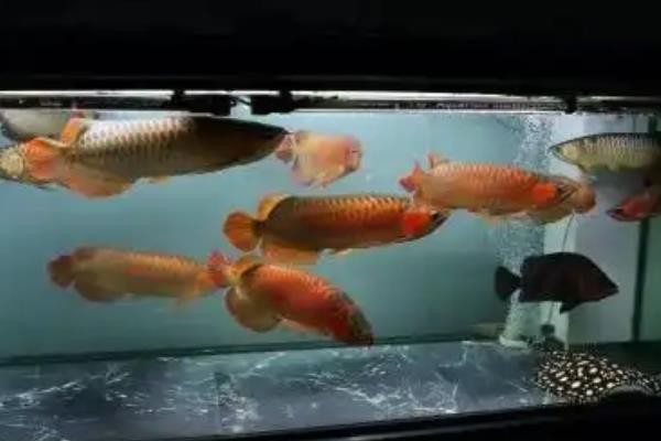 龙鱼的饲养方法，将水温保持在28-32℃