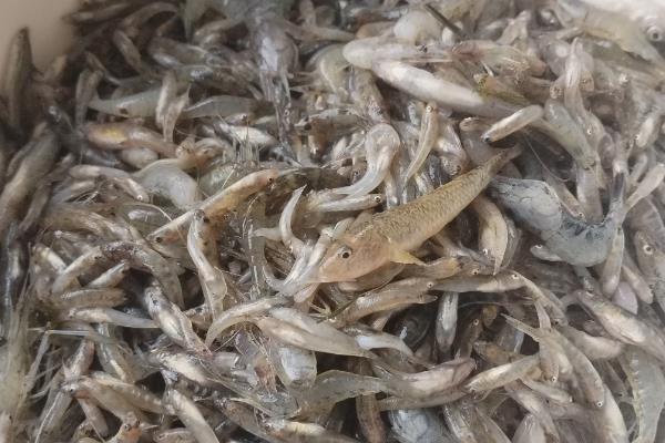 龙鱼的饲养方法，将水温保持在28-32℃