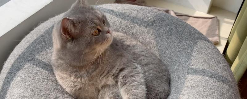 猫咪拉稀便血常见的原因，可能是肠胃炎、猫瘟所致