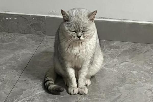 猫咪拉稀便血常见的原因，可能是肠胃炎、猫瘟所致