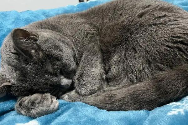 猫咪拉稀便血常见的原因，可能是肠胃炎、猫瘟所致