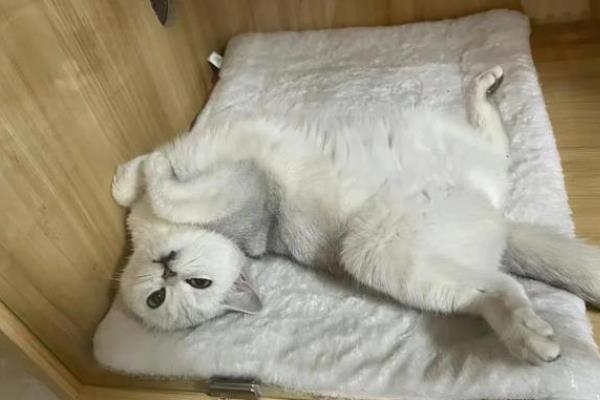 猫咪拉稀便血常见的原因，可能是肠胃炎、猫瘟所致
