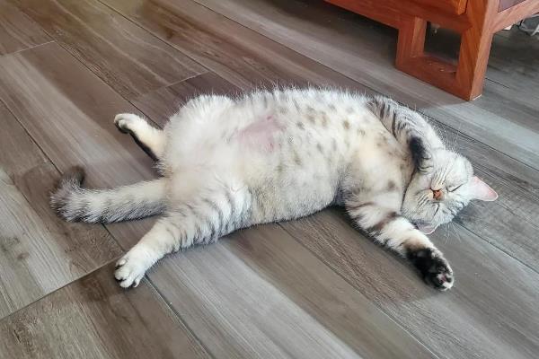 猫咪拉稀便血常见的原因，可能是肠胃炎、猫瘟所致