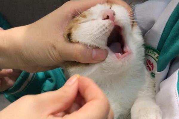 猫咪拉稀便血常见的原因，可能是肠胃炎、猫瘟所致