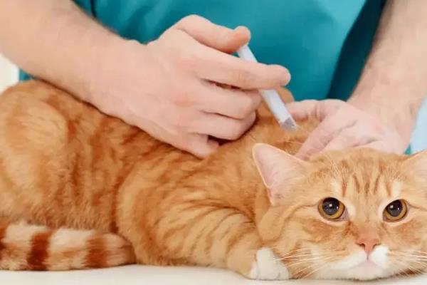 猫咪拉稀便血常见的原因，可能是肠胃炎、猫瘟所致