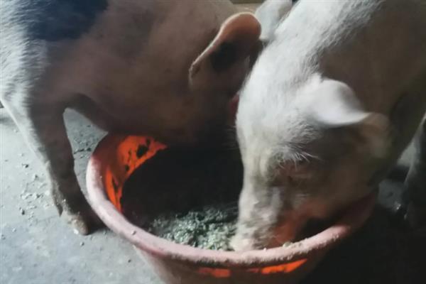 母猪怎么养殖，将猪圈温度保持在16-22℃
