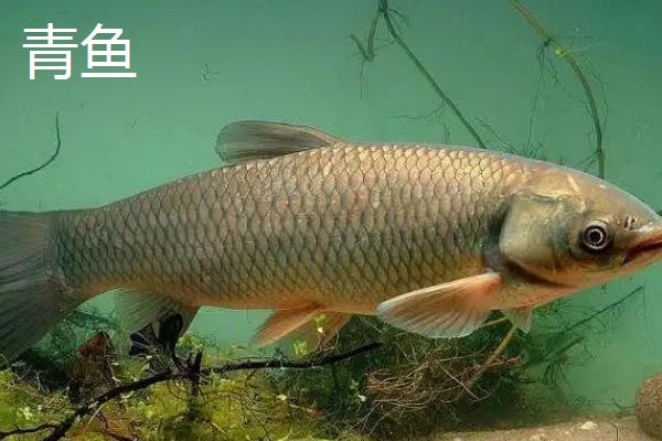 淡水鱼的种类有哪些，常见的有鲤鱼、草鱼、螺狮青等
