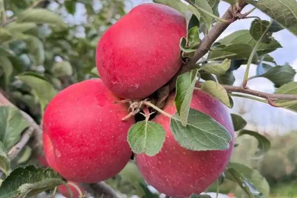 红露苹果在几月份成熟，在每年8-9月份成熟