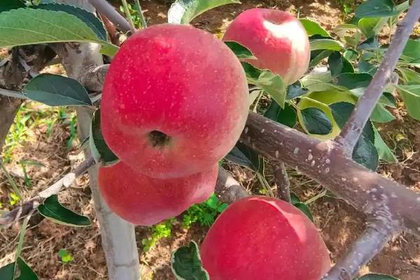 红露苹果在几月份成熟，在每年8-9月份成熟