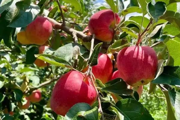 红露苹果在几月份成熟，在每年8-9月份成熟