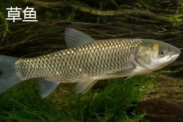 淡水鱼的种类有哪些，常见的有鲤鱼、草鱼、螺狮青等