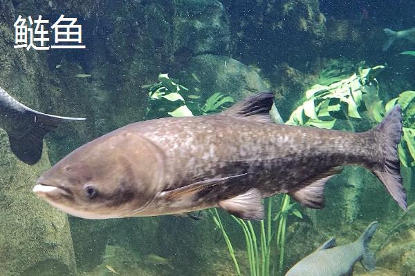淡水鱼的种类有哪些，常见的有鲤鱼、草鱼、螺狮青等