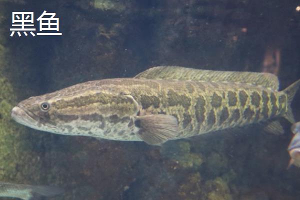 淡水鱼的种类有哪些，常见的有鲤鱼、草鱼、螺狮青等