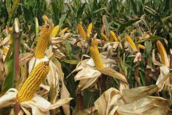 禾创181玉米种子特点，春播适宜在4月上中旬播种