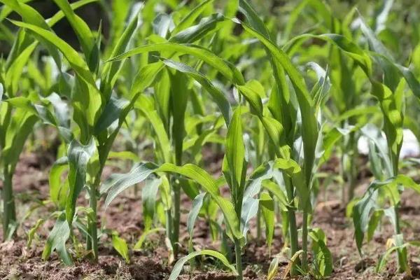云甜玉13号玉米品种的特性，后期注意病虫害防治和及时采收