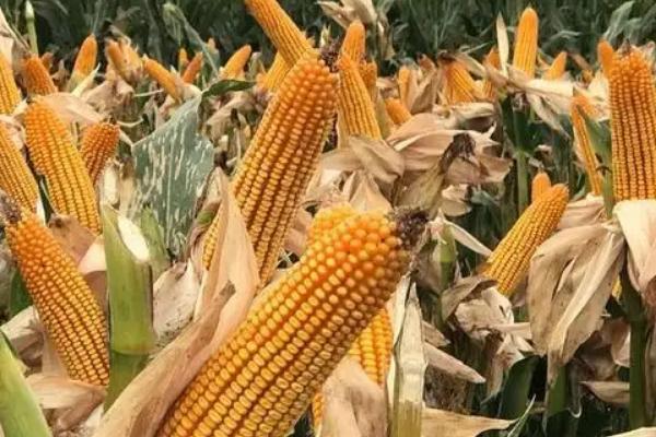 陕单929玉米种子简介，注意防治病虫害