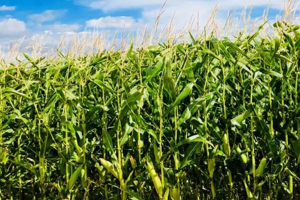 黄蜜蜂玉米种子特征特性，中抗大斑病