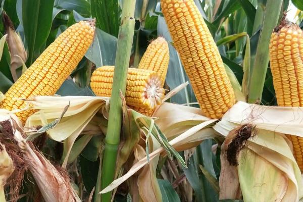 黄蜜蜂玉米种子特征特性，中抗大斑病