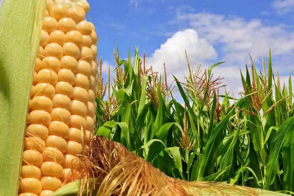 富盛26号玉米品种的特性,春播适宜在4月上旬播种