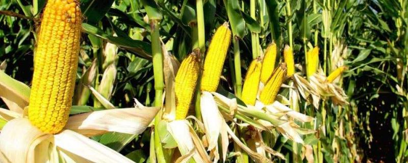 秋实619玉米种子特点，两年区试平均生育期102天