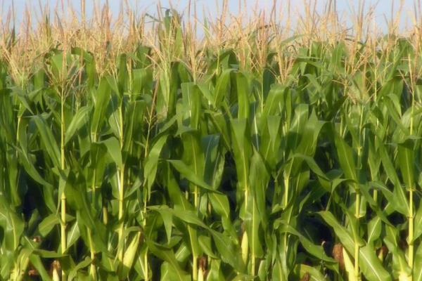 金科玉3338玉米品种的特性，注意防治病虫害