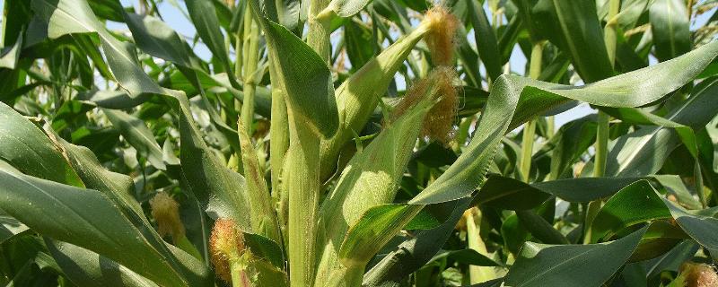 GP808玉米种子特征特性，适宜播种期3月上旬至5月下旬