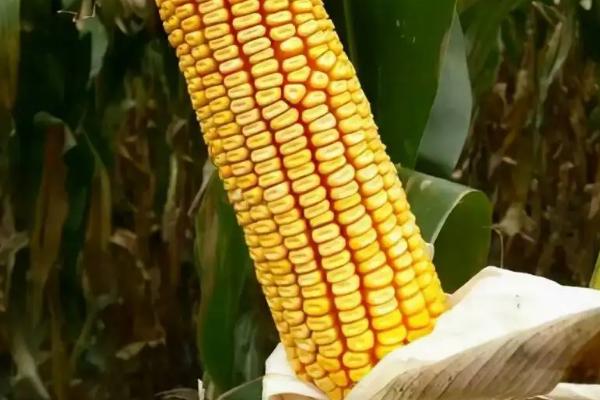 金科玉3338玉米品种的特性，注意防治病虫害
