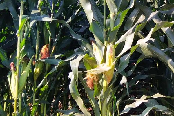 金科玉3338玉米品种的特性，注意防治病虫害