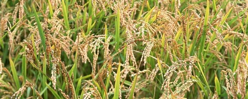 宁粳79号水稻种子特点，全生育期153天