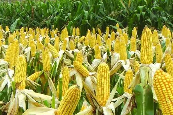 密甜糯21号玉米品种简介，适宜播种期3月至5月
